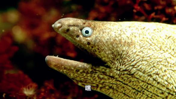 海鳗#海洋生物 #海鳗 #原创视频 @DOU+小助手