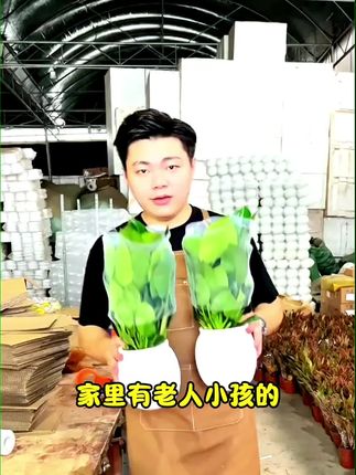家里有老人小孩的建议养几盆#金钻绿公主 一年四季常绿 特别好养 摆放在客厅 卧室都可以