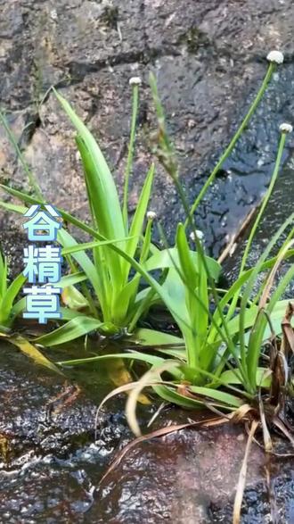 这种就是谷精草 #潮汕 #青草 #大自然的馈赠