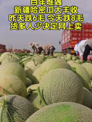 新疆哈密瓜大丰收了,皮薄肉厚,清甜爽口,脆甜多汁,个大饱满,香气扑鼻,巨巨好吃,产地现摘现发,等你来尝#超便宜超划算 #哈密瓜 #优质农产品 #好吃到停不下来 #新鲜应季水果