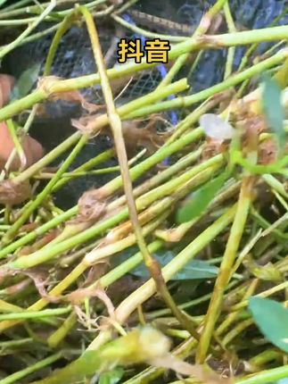 #擒鳝王 #抓黄鳝 #爆笼饵料