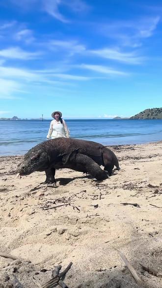 分享科普19种蜥蜴,你们认识几种?#爬虫 #蜥蜴