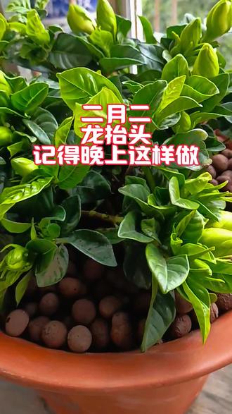 二月二龙抬头记得晚上这样做#传统文化 #道家文化 #二月二龙抬头#国学智慧