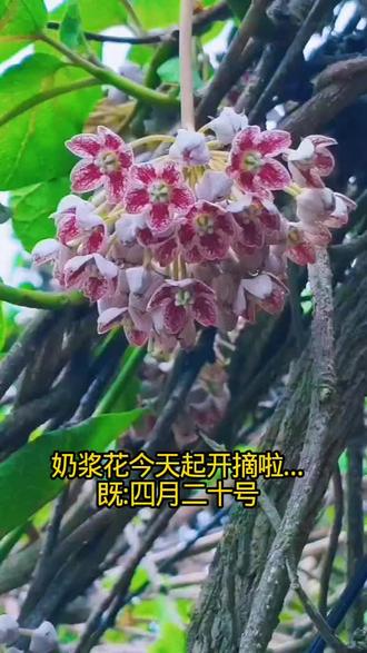 奶浆花~少吃肉、多吃花,身体健康顶呱呱!