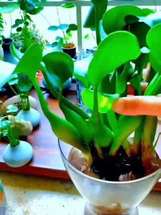 鱼缸水培植物水葫芦