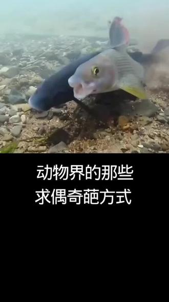 动物界求偶竟如此奇葩?速来围观 #有趣的动物