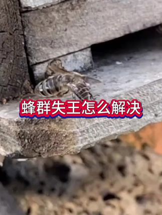 蜂群失王的解决方法#蜜蜂养殖 #蜂王 #三农 #囚王笼