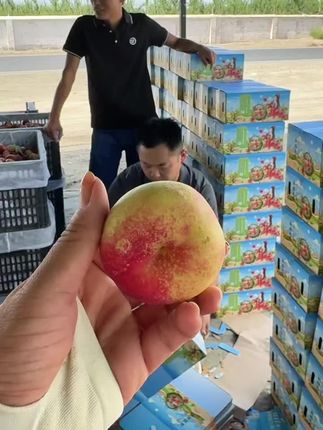 #三农#新疆库尔勒冰糖油蟠桃种植基地 冰糖油蟠桃已接近尾声还有一个星期就要结束了,朋友们没有吃到的抓紧时间哦,一年就只有一次,现在的口感是皮儿脆里糯,一口爆汁,特别香甜,特别好吃!