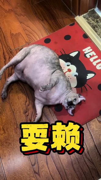 会耍赖的大肥猫 #萌宠搞怪姿势 #谁家猫会这个造型 #萌宠出道计划 #给春日养宠支个招 #萌宠帮帮团