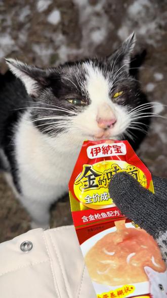 #我和流浪猫的故事 小牛牛丢了40多天今天终于回来了,不知道这毛孩子经历了什么 瘦了好多,所以决定先带回家养几天。大白梨还是定时回家打卡中😂晚上吃饱喝足在出去玩。