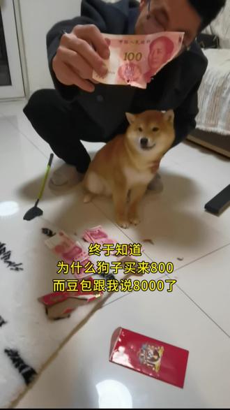 豆包还是很权威的#养宠物哪有不疯的 #豆包 #柴犬 #狗狗#谁家还没个傻狗