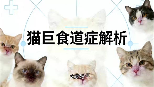 猫才吃东西就呕吐、体重暴跌?警惕这个! #猫咪健康 #猫巨食道症 #猫病解析 #宠物健康 #猫呕吐