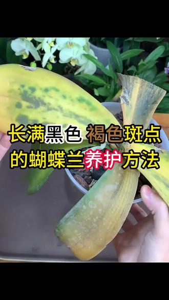 蝴蝶兰长了黑色褐色的霉菌该如何养护#蝴蝶兰养护 #植物黄叶 #养花小知识 #家庭养花