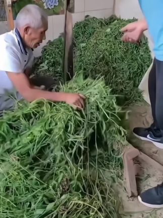 老式铡刀太顶了!锰钢锻打超锋利,铡草、切玉米、割小麦全拿捏,家用农具选它准没错#老式农具 #锰钢铡刀 #农家好物