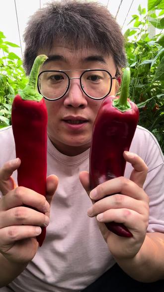 生吃脆甜的大辣椒!#甜椒 #帕沃尔红椒 #巴莱姆甜椒