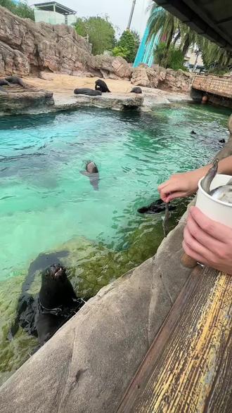 @知礼单车-阿良 #养猪人的烦恼