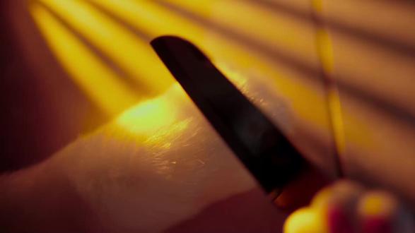 #萌宠嘉年华 #抖音热点 #萌宠