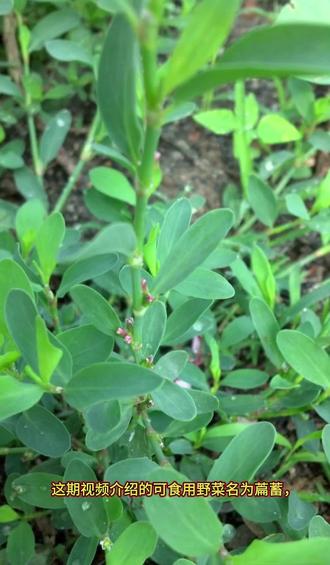 可食用野菜→萹蓄#植物科普 #野菜