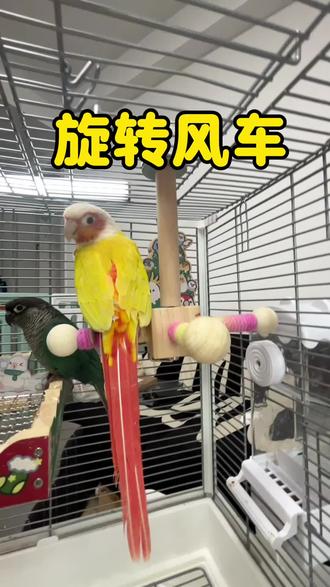 鹦鹉快乐真的很简单 鸟笼里放个旋转风车 鹦鹉在家也不会无聊#鹦鹉风车#鹦鹉旋转风车#鹦鹉玩具#鹦鹉拆家#鹦鹉解闷玩具
