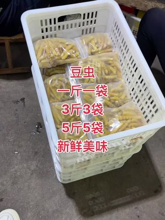 豆虫新鲜美味#金蝉 #豆虫#营养丰富 #酥脆