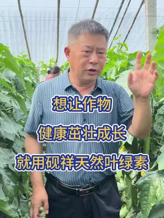 想让作物健康茁壮成长,就用天然叶绿素#农业技术推广 #三农流量扶持计划 #蔬菜种植 #我的乡村生活 #大棚
