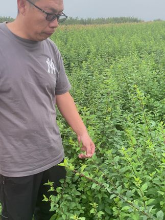 种下连翘苗,春天满园黄!包邮到家太方便 今天下午五点半之前下单明天发货!现在拍一单送两斤种子!还有运费险!#你的中秋团圆搭子前来报到#需要大声安利的烟火气美食#各省丰收战队申请出战#挑战炒桂花鸡蛋#红笔花束才是老师们的梦中情花