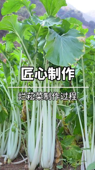 烂崧菜的制作过程#金华名菜#烂崧菜 #汤溪菜 #餐饮人 #金华