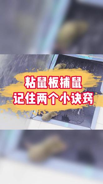 2个技巧教你正确使用粘鼠板,效果翻倍! #强效粘鼠板 #老鼠防治技巧 #家庭防鼠技巧
