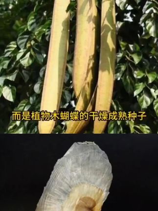 #木蝴蝶 又叫玉蝴蝶、千层纸,是一种植物的种子,长得像蝴蝶,可泡水!#好处多多