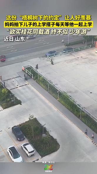 这份“梧桐树下的约定”让人好羡慕,妈妈拍下儿子的上学搭子每天等他一起上学,“欲买桂花同载酒 终不似 少年游” #友谊 #我们依然是我们