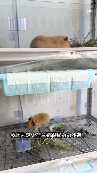 朋友们,我该怎么说服我奶奶同意我给荷兰猪安空调呀#荷兰猪 #猪妞 #豚鼠 #太热了 #萌宠出道计划