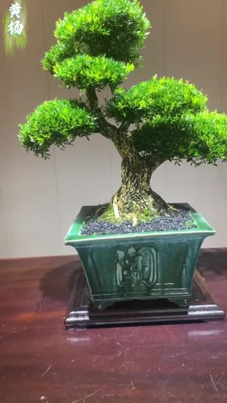 黄杨黄叶干叶掉叶是怎么回事 #黄杨 枯萎黄叶掉叶怎么补救#雀舌黄杨 怎么养才能更旺盛 #黄杨盆景 #瓜子黄杨 #黄杨造型树