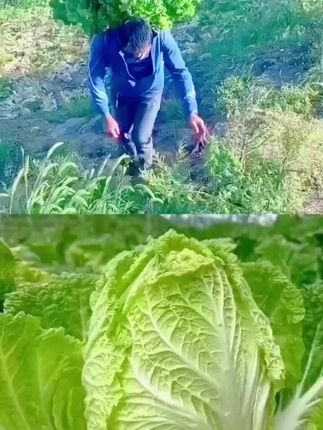 贵州高山露天大白菜,自然生长不催熟!现摘带泥鲜发,脆嫩清甜,一口尝尽山野鲜,当季新鲜直送餐桌。