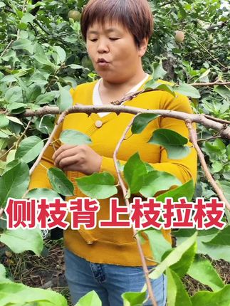 果树拉枝定型选用果树拉枝器。省力好用效率高。#果树种植技术交流 #果树拉枝 #拉枝神器 #苹果树 #果农的生活