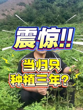 当归种植户告诉你,正常当归就是三年生长的,不要上当了哦!#当归 #当归煮鸡蛋 #当归炖羊排 #正宗