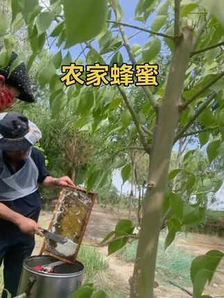 #蜂蜜现场实拍#纯天然蜂蜜自产自销 #抖音助农 #好东西一起分享