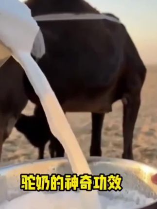 0蔗糖骆驼奶粉新疆正宗奶源中老年成人富硒益生菌免疫高钙驼乳粉