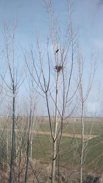 #鸟窝 成型了,还有惊喜喓😄😄