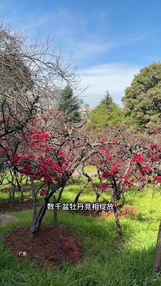 七年火爆昆明的牡丹回来了#牡丹花展#昙华寺#昙华寺牡丹花展#想去云南的心达到巅峰