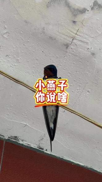 小燕子穿花衣 你说的是啥东西?#燕子 #小动物能有什么坏心思 #鸟鸣