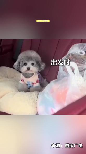 小狗坐十几个小时长途面相都变了