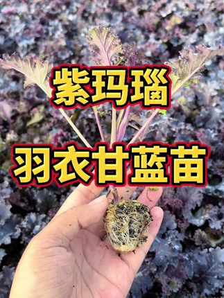紫玛瑙羽衣甘蓝,富含满满花青素,好种养又好吃,喜欢的你也在家种几棵吧,苗子就在下方购物车#家庭种植 #羽衣甘蓝 #新农人计划 #抖音助农 #优质种苗