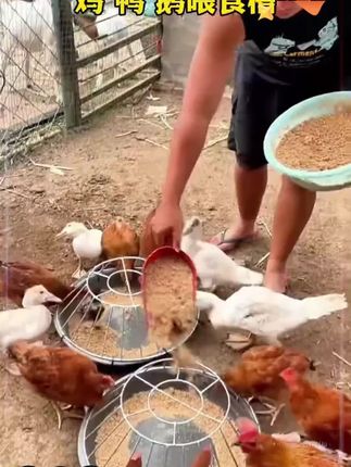 喂鸡食槽鸡鸭鹅仔猪教料槽小猪采食槽料槽猪保育料槽猪槽喂食食盆#鸡鸭鹅养殖 #鸡鸭鹅 #鸡鸭鹅喂食器 #鸡鸭鹅喂食槽