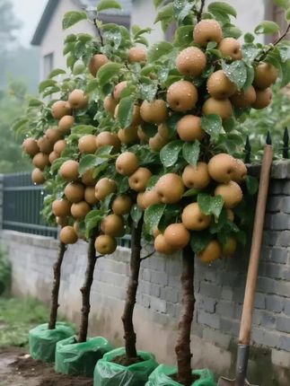 秋月梨树苗上新!种一棵秋月梨树苗,让庭院、阳台秒变清新果园,还能实现“秋月梨自由”,告别高价买梨的烦恼。新手也能轻松驾驭,简单照料就能收获脆甜多汁的美味秋月梨! #抖音助农 #上热搜 #果树种植秋月梨的苗 #每日分享#农民种植