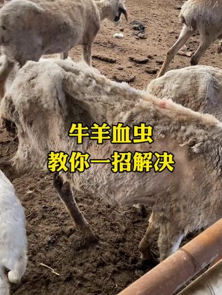 #血虫#牛羊养殖#每天分享牛羊养殖小知识