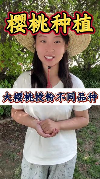 大樱桃授粉不同品种 #樱桃 #大樱桃 #大樱桃种植管理 #车厘子#樱桃种植