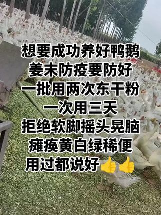 #养鹅人