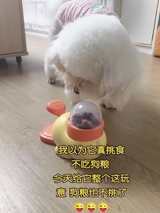 家里有养猫狗的可以试试,太好玩了,狗子很开心。#家有萌宠比熊 #毛孩子的日常 #萌宠小可爱 #家有宠物很幸福