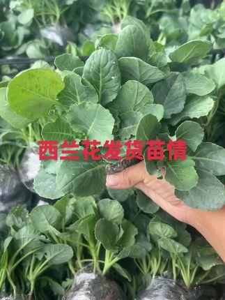 西兰花好种好养#优质种苗基地