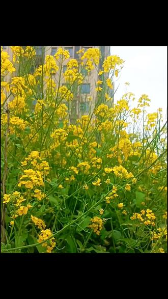 油菜花馒头🌼装进一点色彩在春天的食物里👣❤️